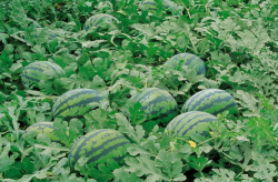 718娱乐吃瓜官网入口,独家入口带你畅游娱乐热点