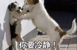 娱乐吃瓜酱中狗妈,娱乐吃瓜酱中的明星宠妈故事