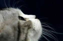 娱乐吃瓜君猫带体检,揭秘明星宠物健康生活
