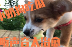 娱乐吃瓜君小奶狗,揭秘娱乐圈那些不为人知的幕后故事